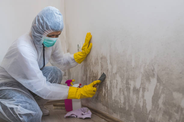 Best Mold Testing  in Burkesville, KY