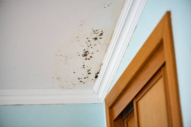 Home Mold Removal in Burkesville, KY