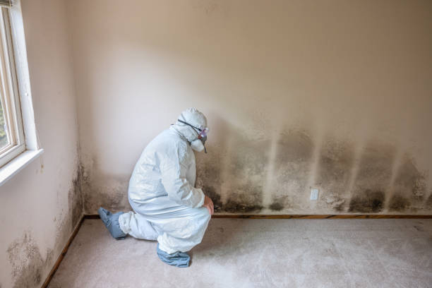 Best Mold Cleaning Services  in Burkesville, KY