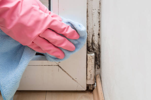 Best Toxic Mold Removal  in Burkesville, KY