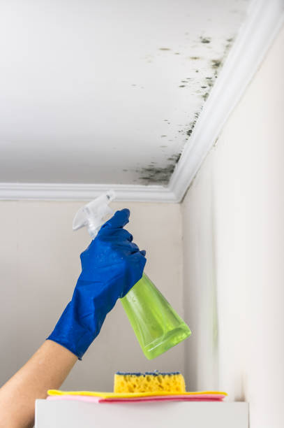 Best Mold Testing  in Burkesville, KY
